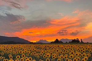 Nyu Hill Sunflower Field image