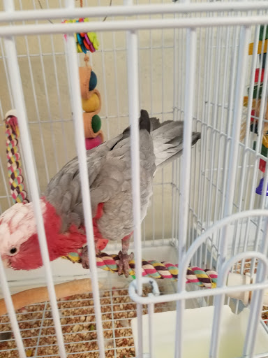 Bird Shop «BirdFarm Superstore», reviews and photos, 6360 Suncoast Parkway, Homosassa, FL 34446, USA