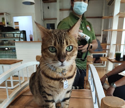 Me katt' cafe photo