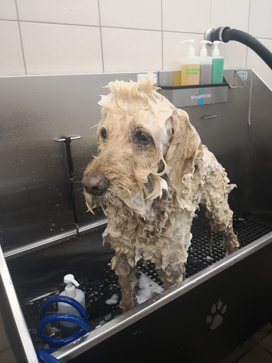 Pet Supply Store «Pet Supplies Plus», reviews and photos, 494 Westgate Dr, Brockton, MA 02301, USA