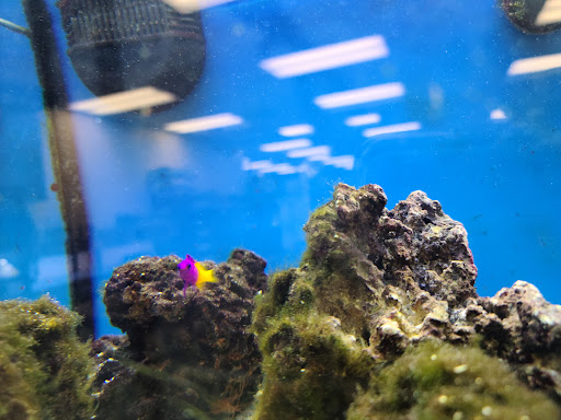 Pet Supply Store «Petco Animal Supplies», reviews and photos, 25451 Horace Harding Expy, Little Neck, NY 11362, USA