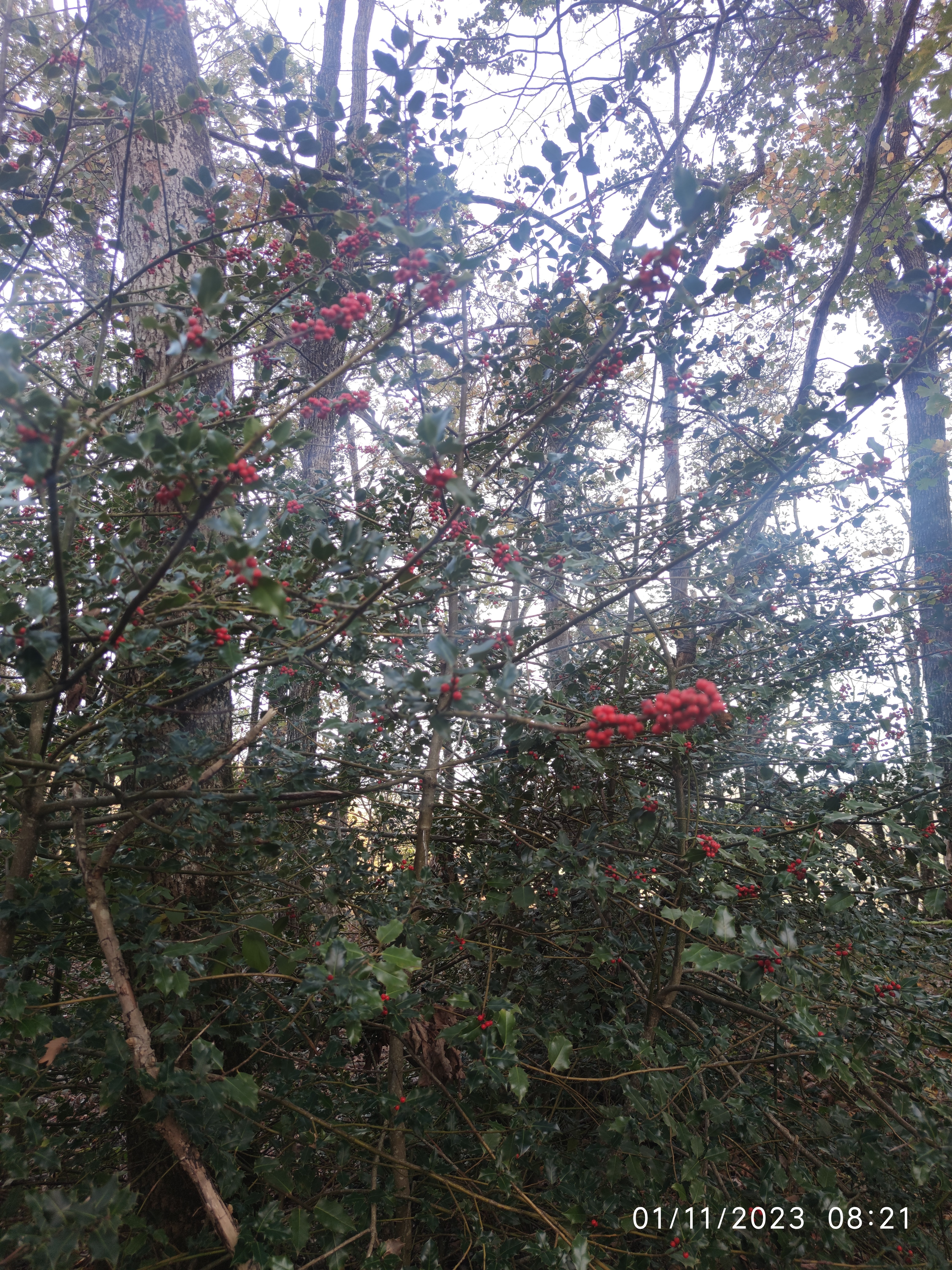 Photo n° 11 de l'avis de Patrick.i fait le 12/12/2023 à 10:07