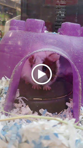 Pet Supply Store «PetSmart», reviews and photos, 10900 W Jefferson Blvd, Culver City, CA 90230, USA