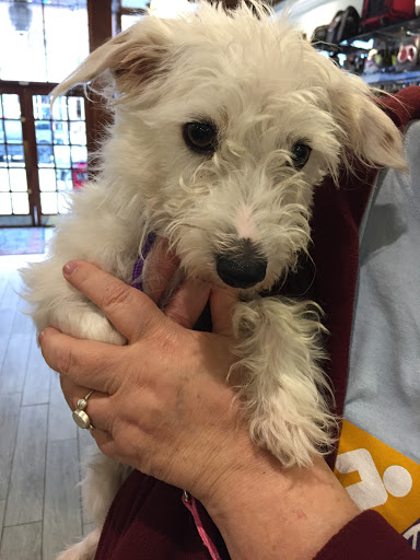 Pet Supply Store «Petport Pet Supply and Grooming Salon», reviews and photos, 40 Main St, Northport, NY 11768, USA