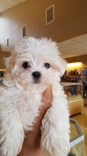 Pet Store «Perfect Pets», reviews and photos, 6840 S University Blvd #410, Centennial, CO 80122, USA