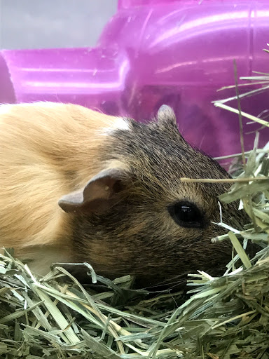 Pet Supply Store «Pet Supplies Plus», reviews and photos, 2912 Council Tree Ave #100, Fort Collins, CO 80525, USA