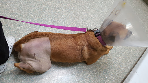 Dutch Fork Animal Hospital image