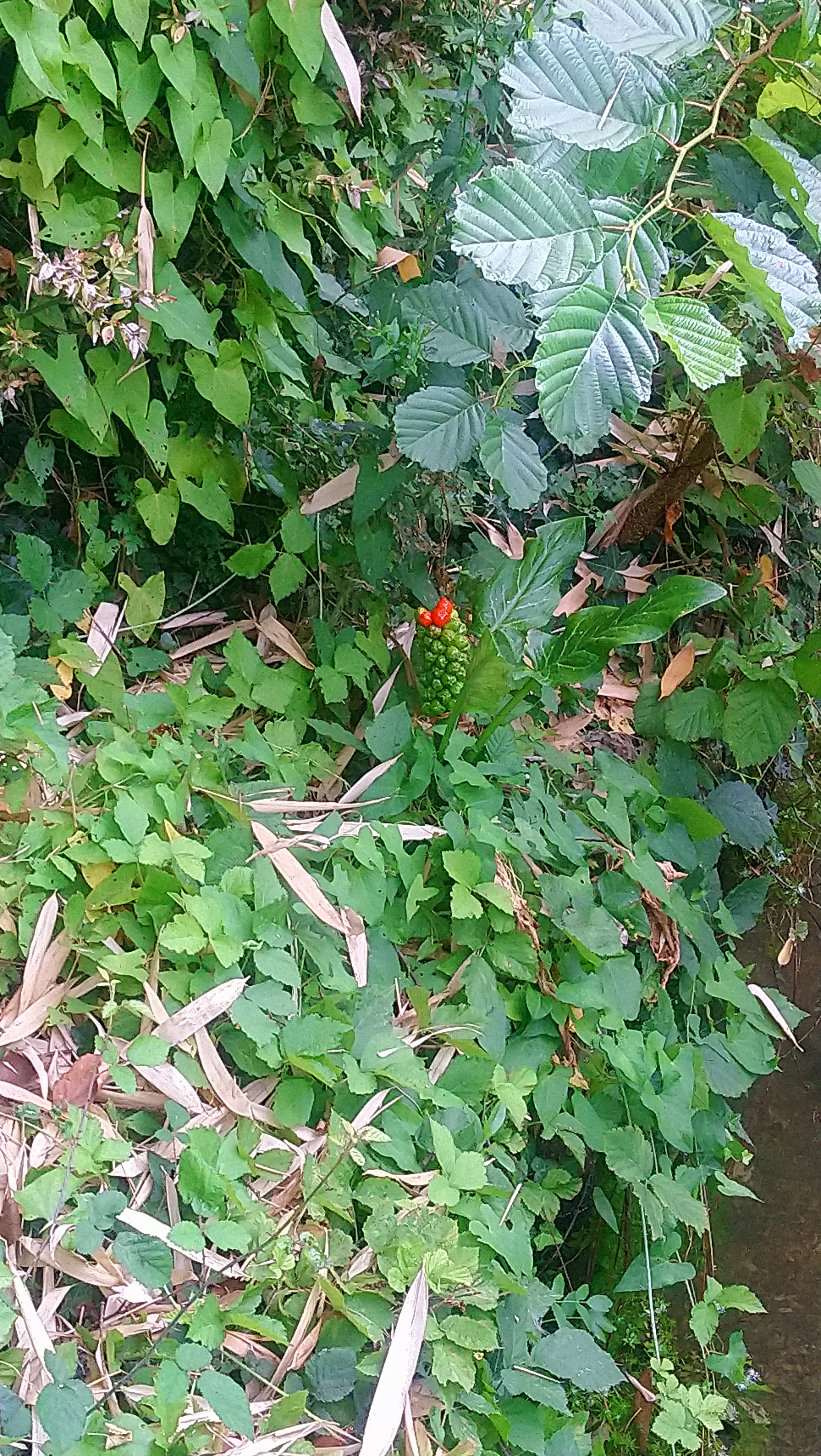 Photo n° 8 de l'avis de Angèle.K fait le 03/08/2020 à 11:24