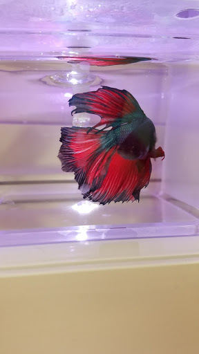 Pet Supply Store «Pet Supermarket», reviews and photos, 11160 Panama City Beach Pkwy #402, Panama City Beach, FL 32407, USA