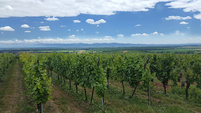 Domaine Vins Hertzog à Herrlisheim-prés-Colmar