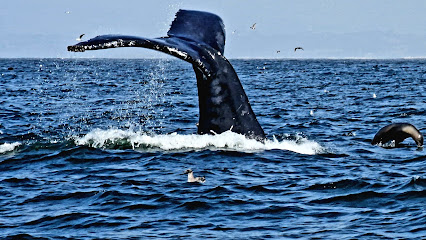 Discovery Whale Watch