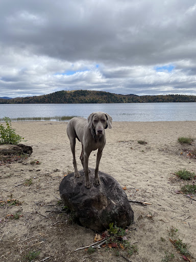 Photo of Sit Means Sit Dog Training Syracuse