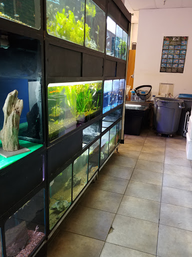 Aquarium Shop «Golden Aquarium», reviews and photos, 1514 W 33rd St J, Chicago, IL 60608, USA