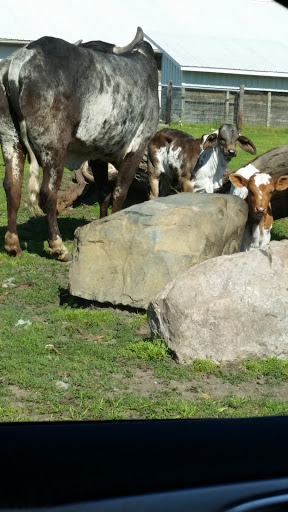Zoo «Dutch Creek Farm Animal Park», reviews and photos, 6255 N 1000 W, Shipshewana, IN 46565, USA