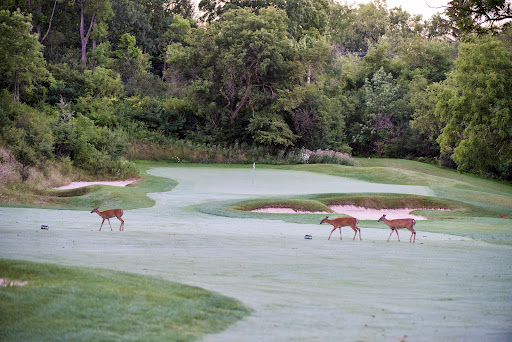 Golf Course «Radrick Farms Golf Course», reviews and photos, 4875 Geddes Road, Ann Arbor, MI 48105, USA