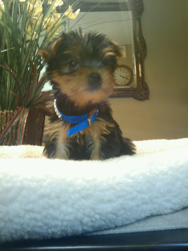 Pet Supply Store «PetSmart», reviews and photos, 4005 Airport Fwy, Irving, TX 75062, USA