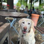 Photo n°4 de l'avis de S.. fait le 18/06/2023 à 15:07 sur le  Landcafé / Ausflugscafé CASA PASCALE à Mühlenbecker Land