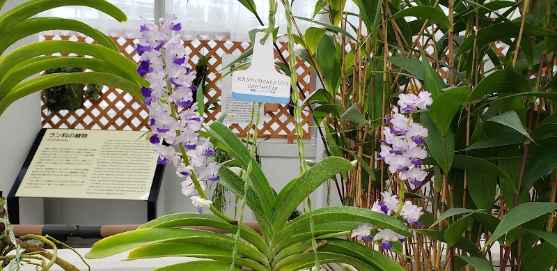 大温室 神代植物公園 東京都調布市深大寺元町 公園 公園 グルコミ