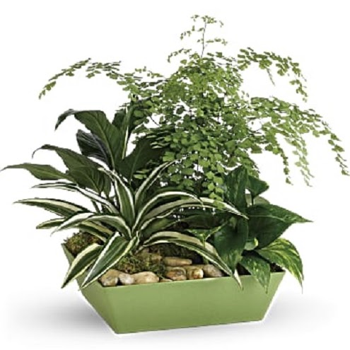 Florist «Alfa Flower Shop», reviews and photos, 7001 W North Ave, Wauwatosa, WI 53213, USA