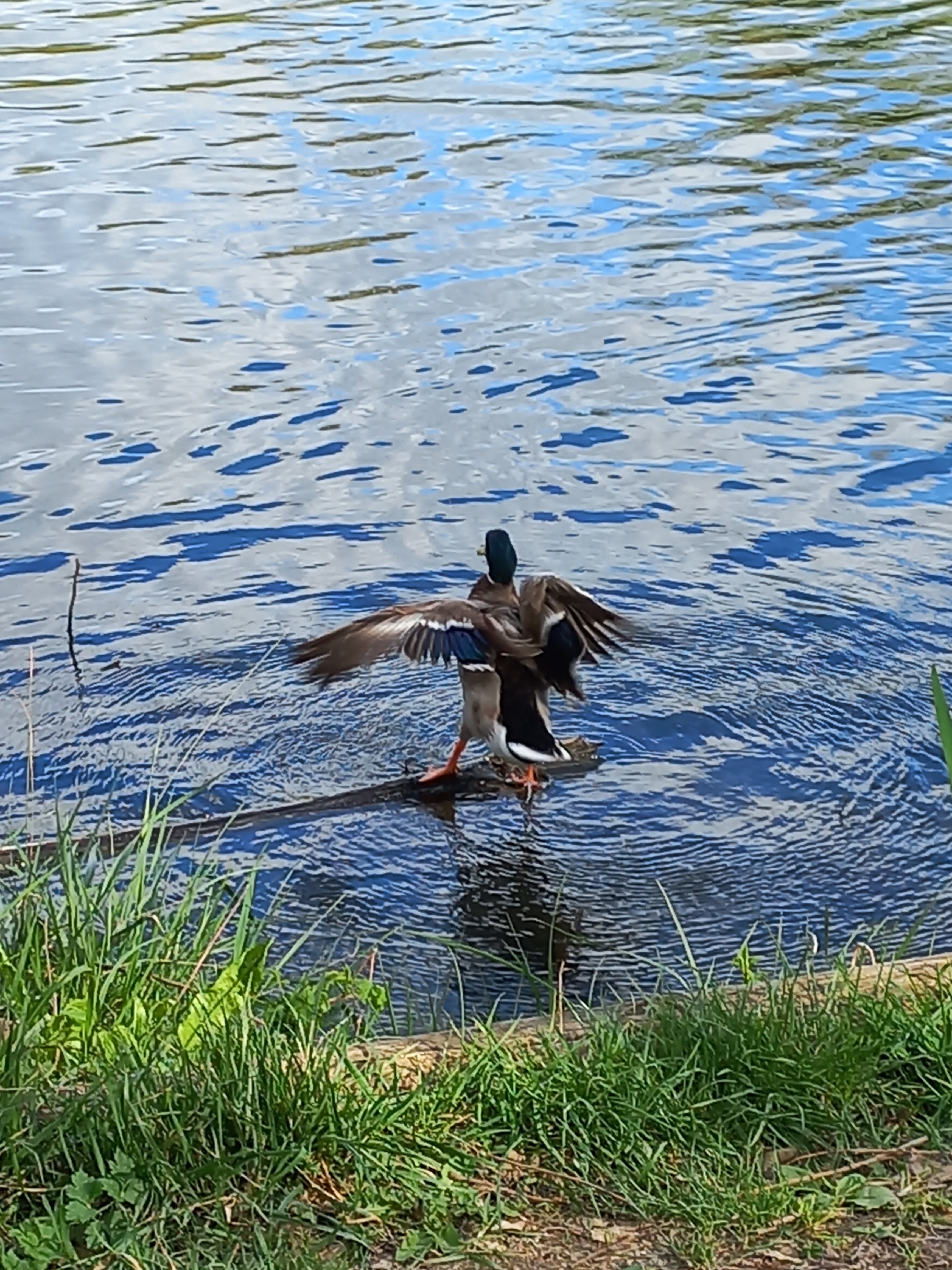 Photo n° 5 de l'avis de Lucien.e fait le 10/06/2019 à 14:23