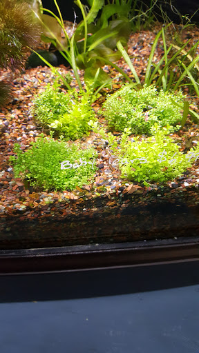 Pet Supply Store «Odyssey Pets», reviews and photos, 14999 Preston Rd #400a, Dallas, TX 75254, USA