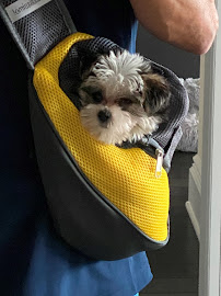 Kriser's Natural Pet - Photo 8 - Car repair in Chicago, IL, Chicago