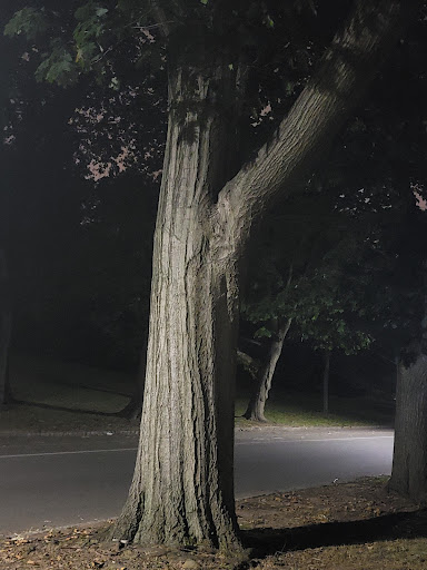 Dog Park «Brookdale Dog Park», reviews and photos, W Circuit Dr, Montclair, NJ 07043, USA