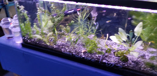 Tropical Fish Store «Shipwreck Cove Custom Aquariums», reviews and photos, 215 S El Camino Real, Encinitas, CA 92024, USA
