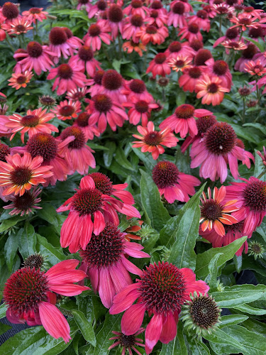 Zielone Tarasy Szkółka Roślin Ozdobnych