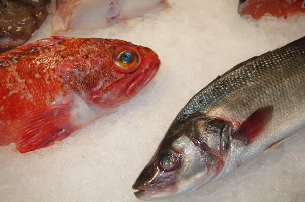 matxitxako pescaderias
