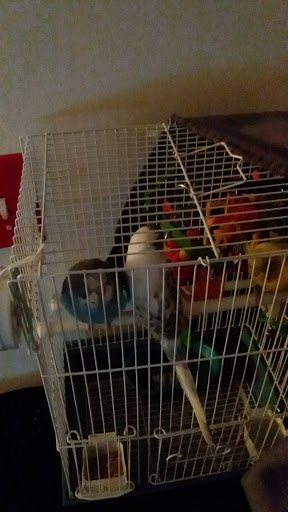 Pet Supply Store «Pet Supplies Plus», reviews and photos, 3701 S Orlando Dr, Sanford, FL 32773, USA