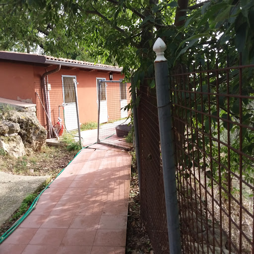 Pensioni per cani e dog hotel a Pensione Cani e Gatti Morinorum