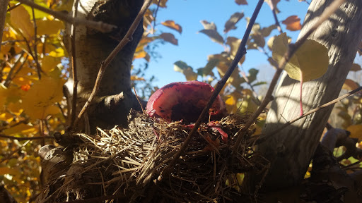 Golf Course «Apple Greens Golf Course», reviews and photos, 161 South St, Highland, NY 12528, USA