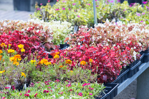 Sod Supplier «Woerner Landscape Source & Pet Supply - Pensacola», reviews and photos, 1332 Creighton Rd, Pensacola, FL 32504, USA