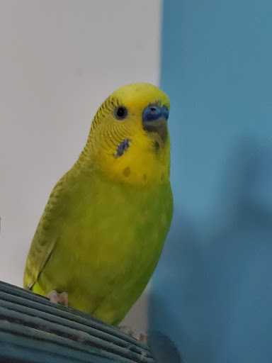 Pet Supply Store «PetSmart», reviews and photos, 5241 Frederica St, Owensboro, KY 42301, USA