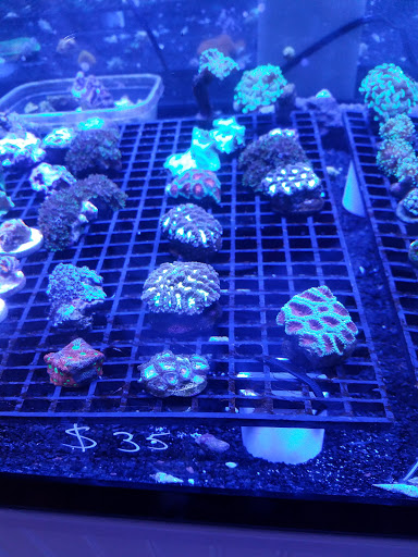 Tropical Fish Store «Classic City Aquariums», reviews and photos, 1260 Mars Hill Rd, Watkinsville, GA 30677, USA