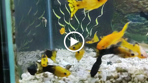 Tropical Fish Store «Aquarium Co-Op», reviews and photos, 9661 Firdale Ave, Edmonds, WA 98020, USA