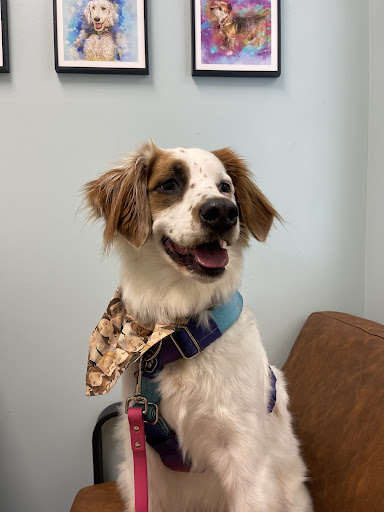 The Highland Vet image