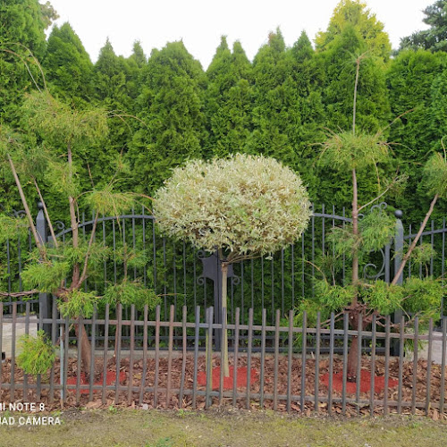 Szkółka Ogrodnicza Gniewowo Drzewa Rośliny Krzewy