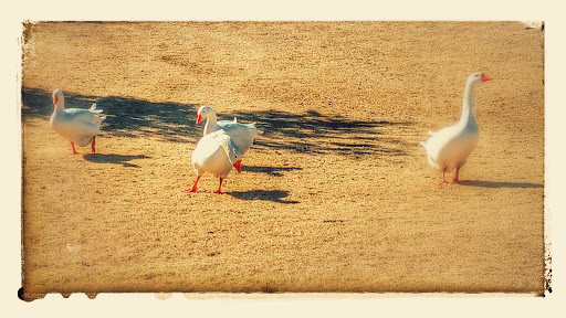 Golf Club «Lake Hefner Golf Club», reviews and photos, 4491 S Lake Hefner Dr, Oklahoma City, OK 73116, USA