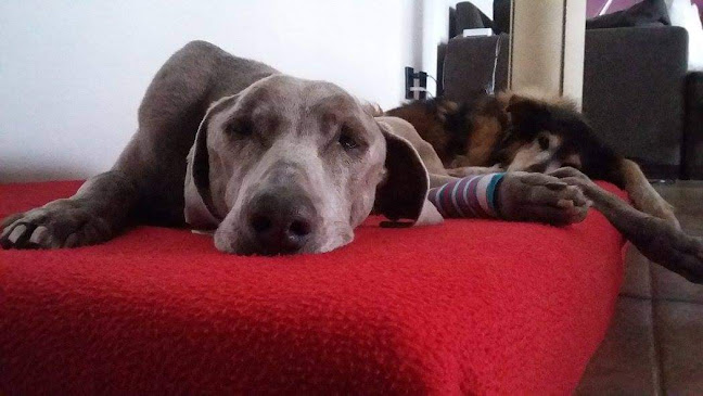 Opiniones de Guazunambi Veterinaria. en Melo - Médico