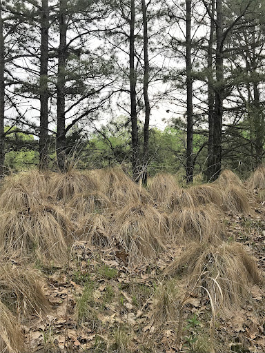 Nature Preserve «Black Run Preserve», reviews and photos, Kettle Run Rd, Evesham Township, NJ 08053, USA