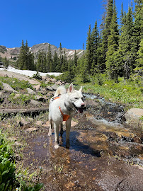 Art of the Dog Canine Academy - Photo 7 - Car repair in Longmont, CO, Longmont