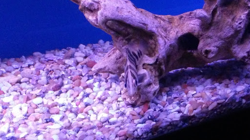 Aquarium «Crystal Reef Aquariums», reviews and photos, 311 Pass Rd, Gulfport, MS 39507, USA