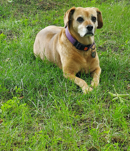 Bayshore Veterinary Clinic Pc image