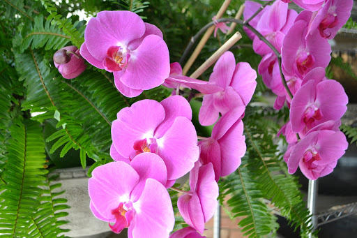 Florist «Dr Delphinium Flower & Orchid House», reviews and photos, 513 W Campbell Rd, Richardson, TX 75080, USA