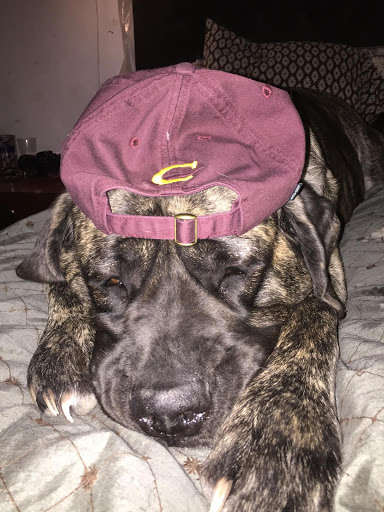 West Bloomfield Veterinarian Hospital image