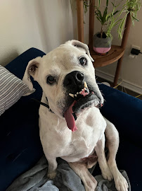 The Smiling Dog - Photo 4 - Car repair in , Austin