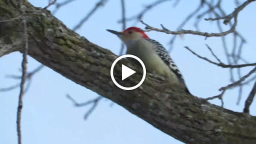 Nature Preserve «Raven Glen Forest Preserve», reviews and photos, 41080 US-45, Antioch, IL 60002, USA