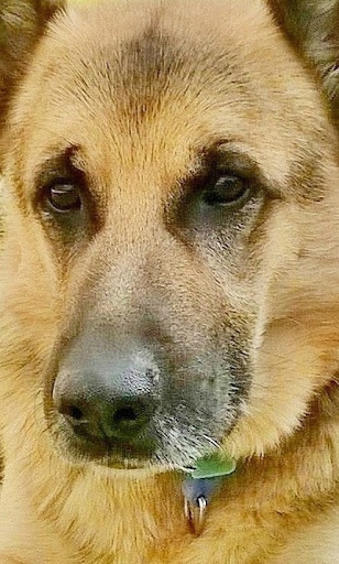Centro Veterinario Mosqueperros en Chinchón
